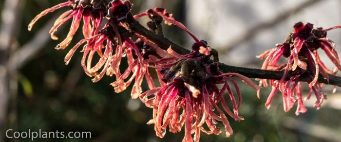 Hamamelis x intermedia 'Ruby Glow' plant