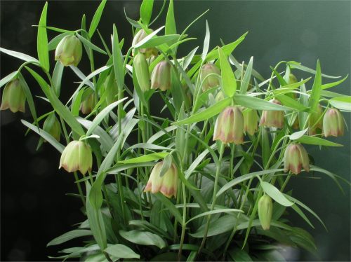 Fritillaria pontica plant