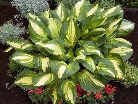 Hosta 'Center of Attention' - buy Plantain Lily at Coolplants