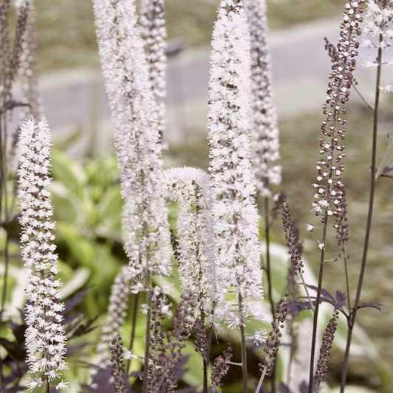 Actaea 'Hillside Black Beauty' plant