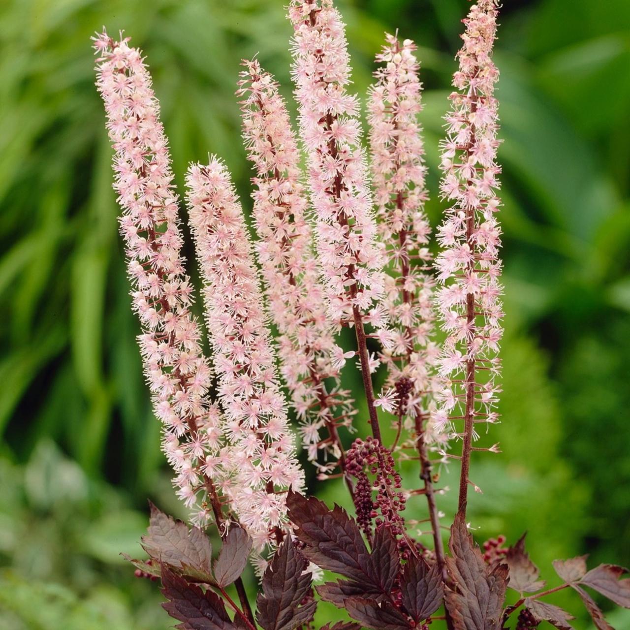 Actaea 'Pink Spike' plant