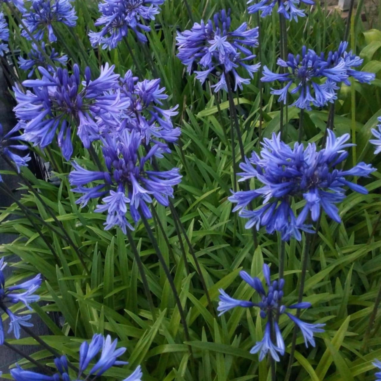 Agapanthus 'African Queen' plant