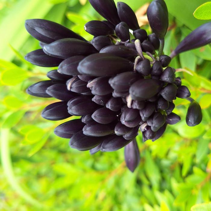 Agapanthus BlackJack plant