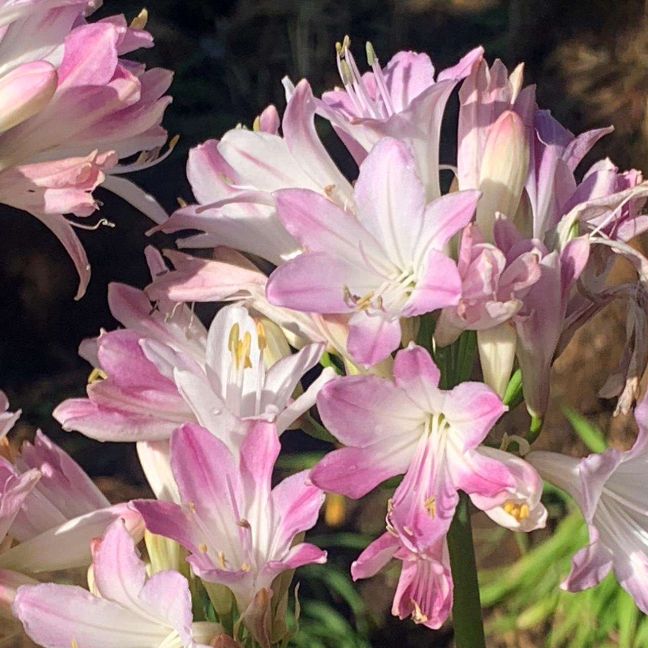 Agapanthus 'Blush Pink' plant