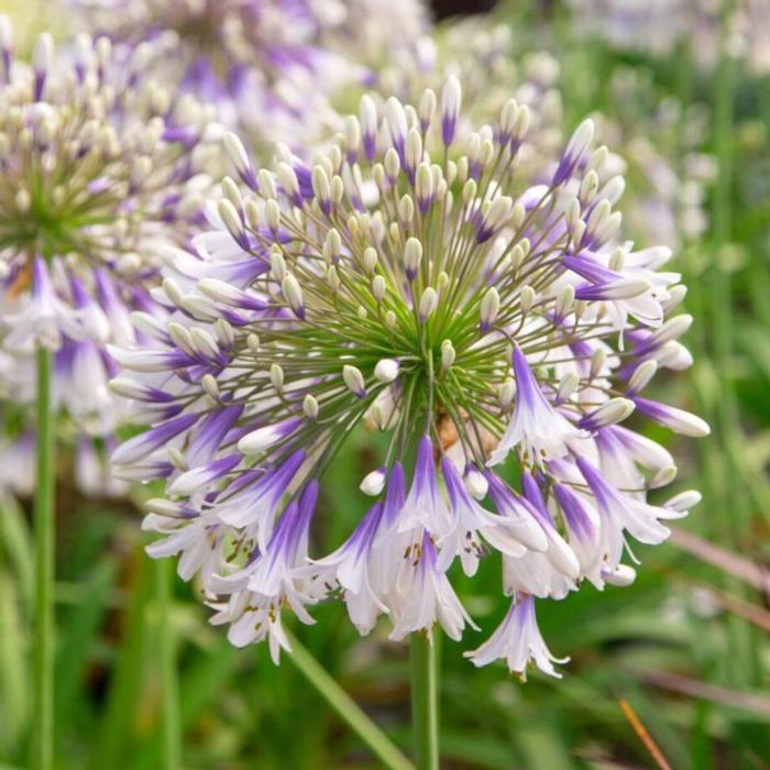 Agapanthus 'Fireworks' plant