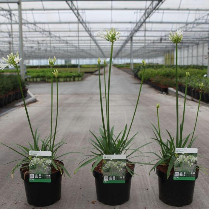 Agapanthus MI CASA plant