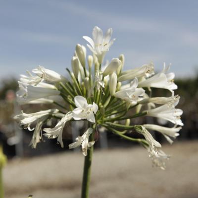 agapanthus-mi-casa