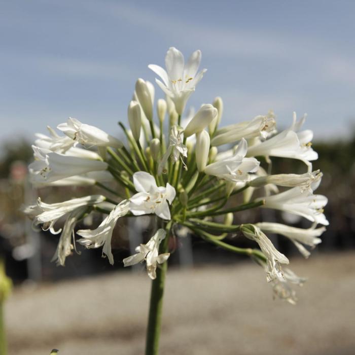 Agapanthus MI CASA plant