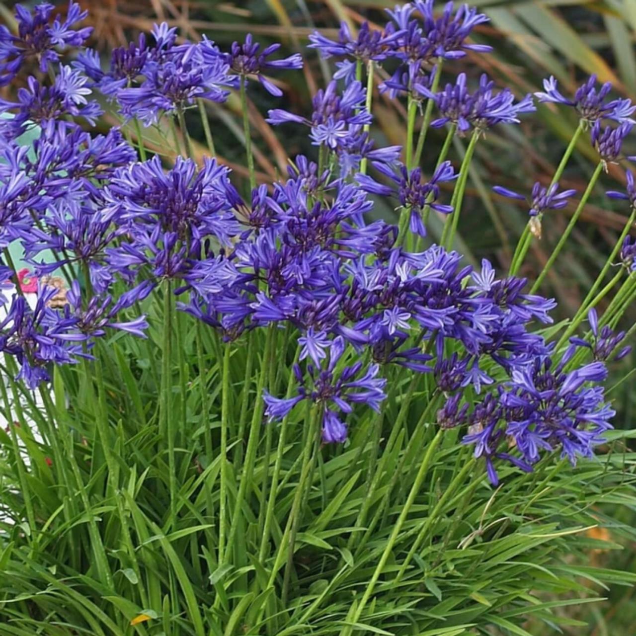 Agapanthus 'Midnight Star' plant