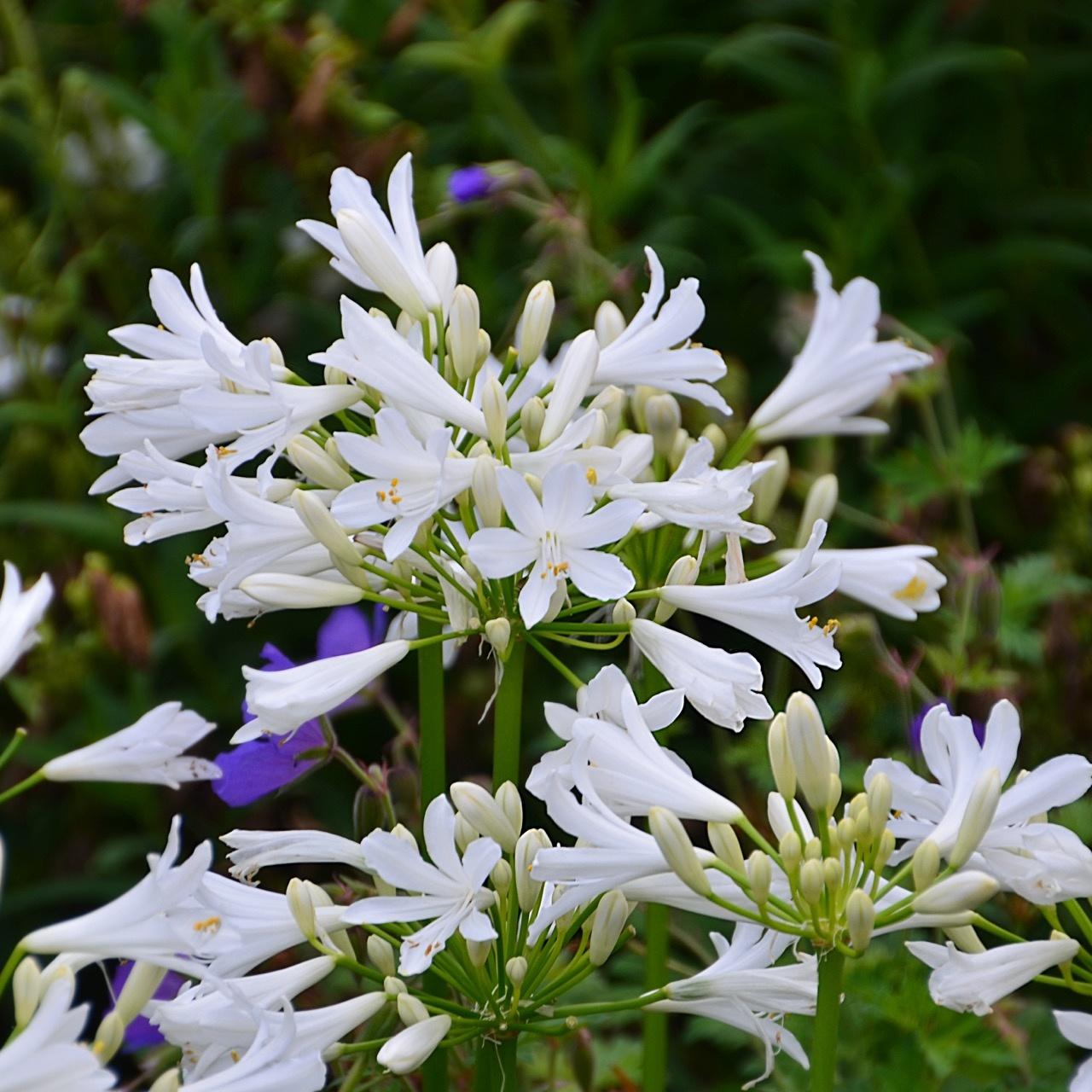 Agapanthus 'Pitchoune White' plant