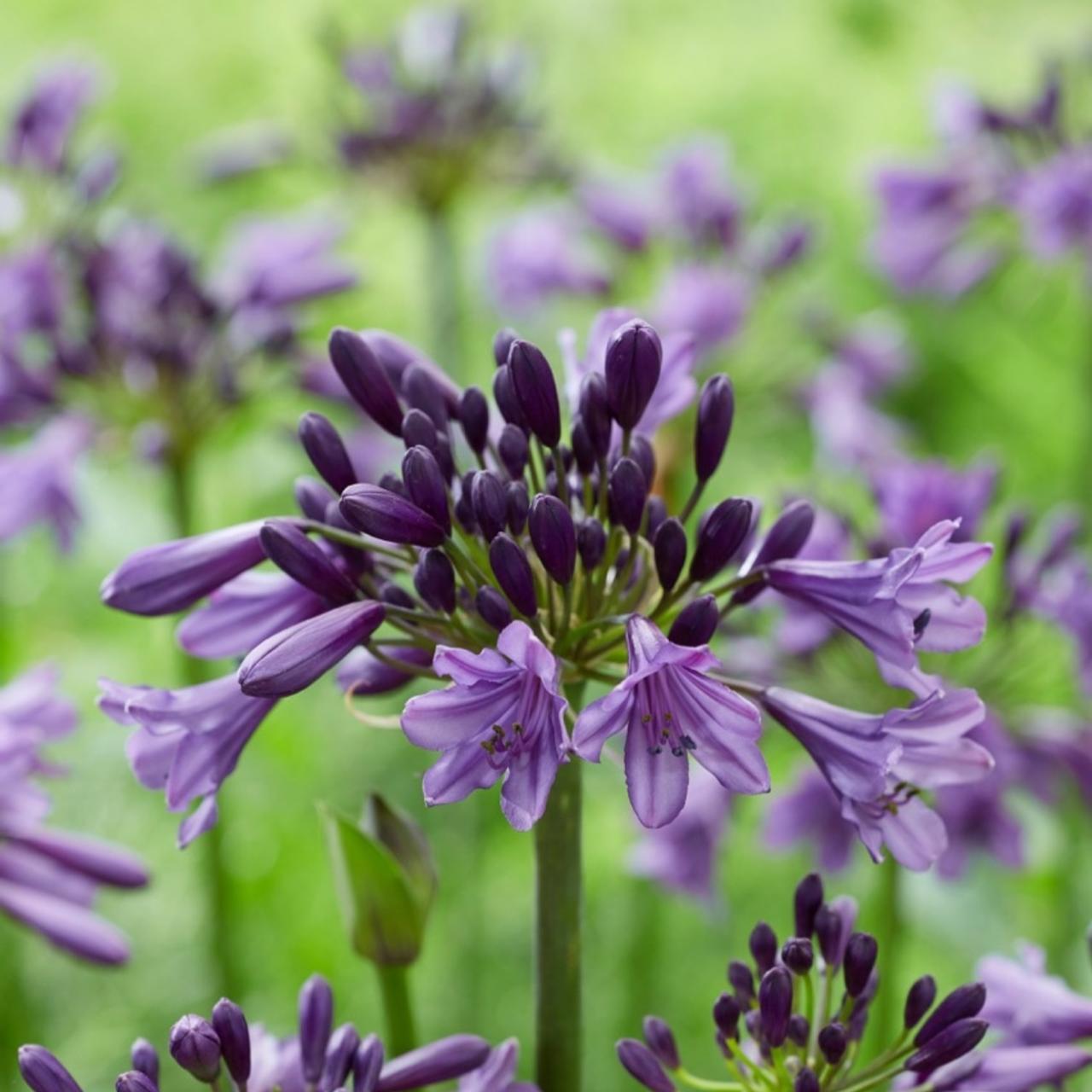 Agapanthus 'Poppin Purple' plant