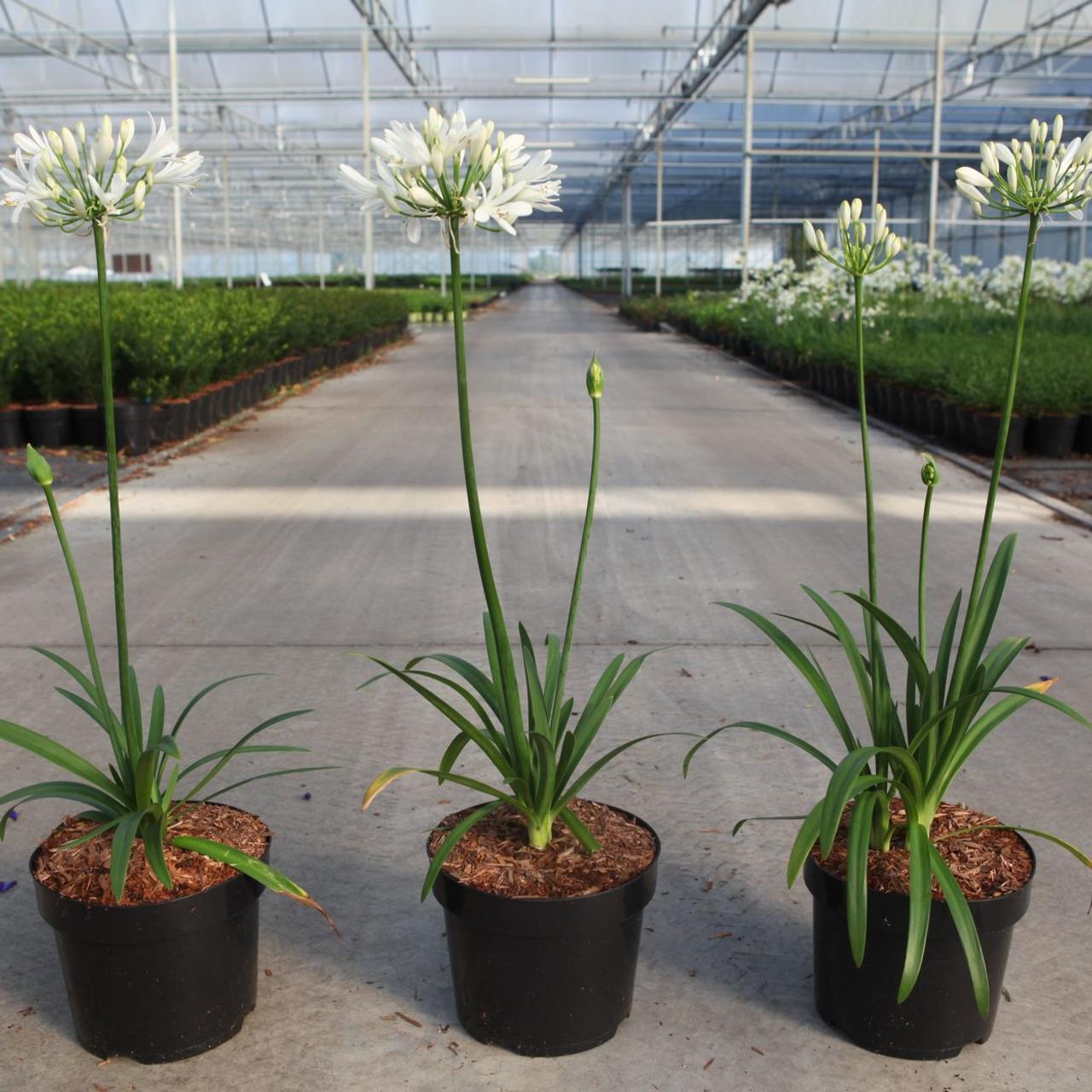 Agapanthus 'White Willy' plant