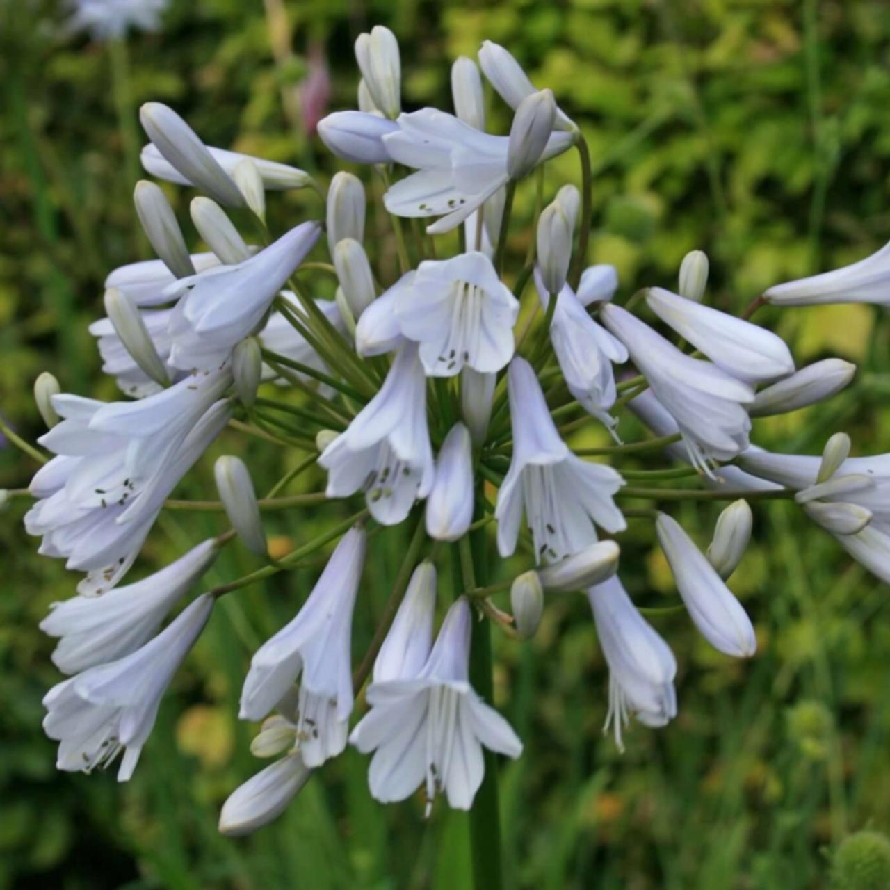 Agapanthus 'Windsor Grey' plant