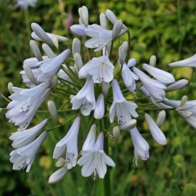 agapanthus-windsor-grey