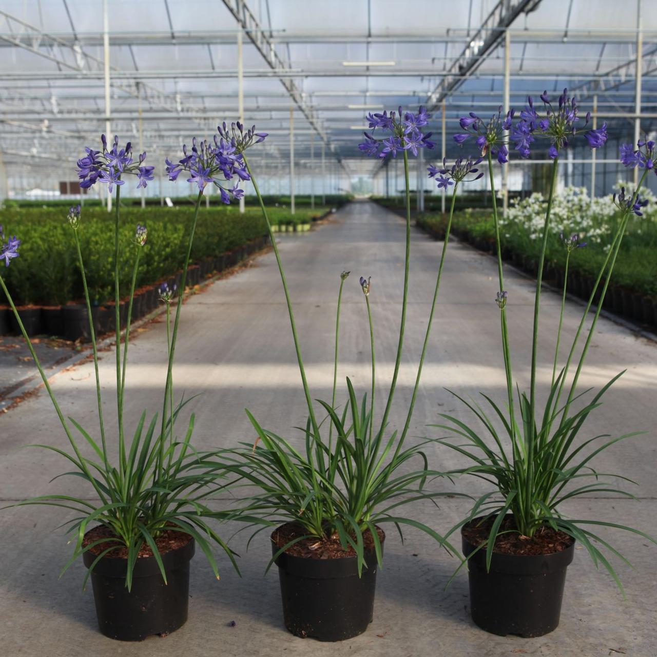 Agapanthus 'Winter Storm' plant