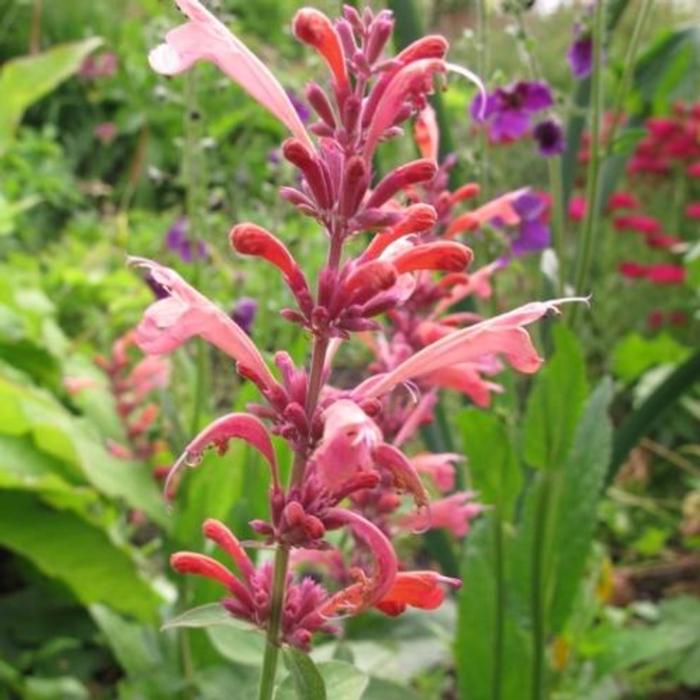 Agastache 'Fleur' plant