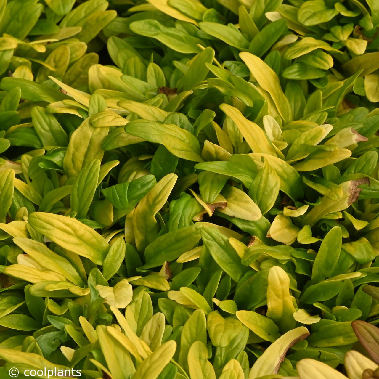 Ajuga 'Cordial Canary' plant