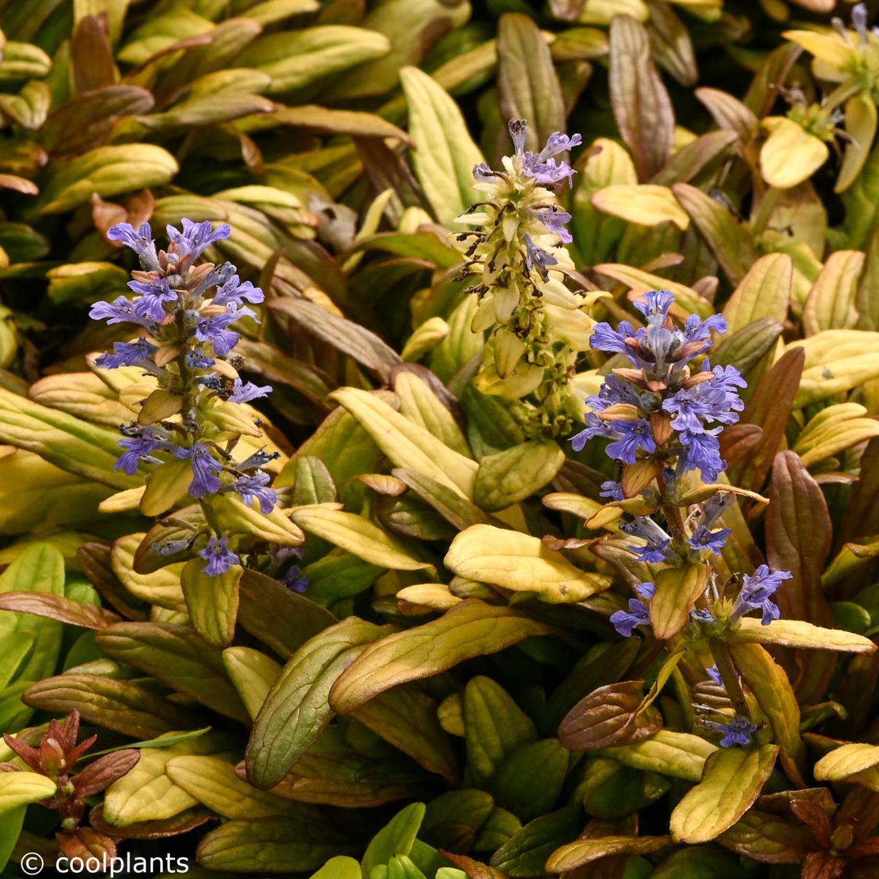 Ajuga 'Fancy Finch' plant