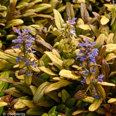 ajuga-fancy-finch