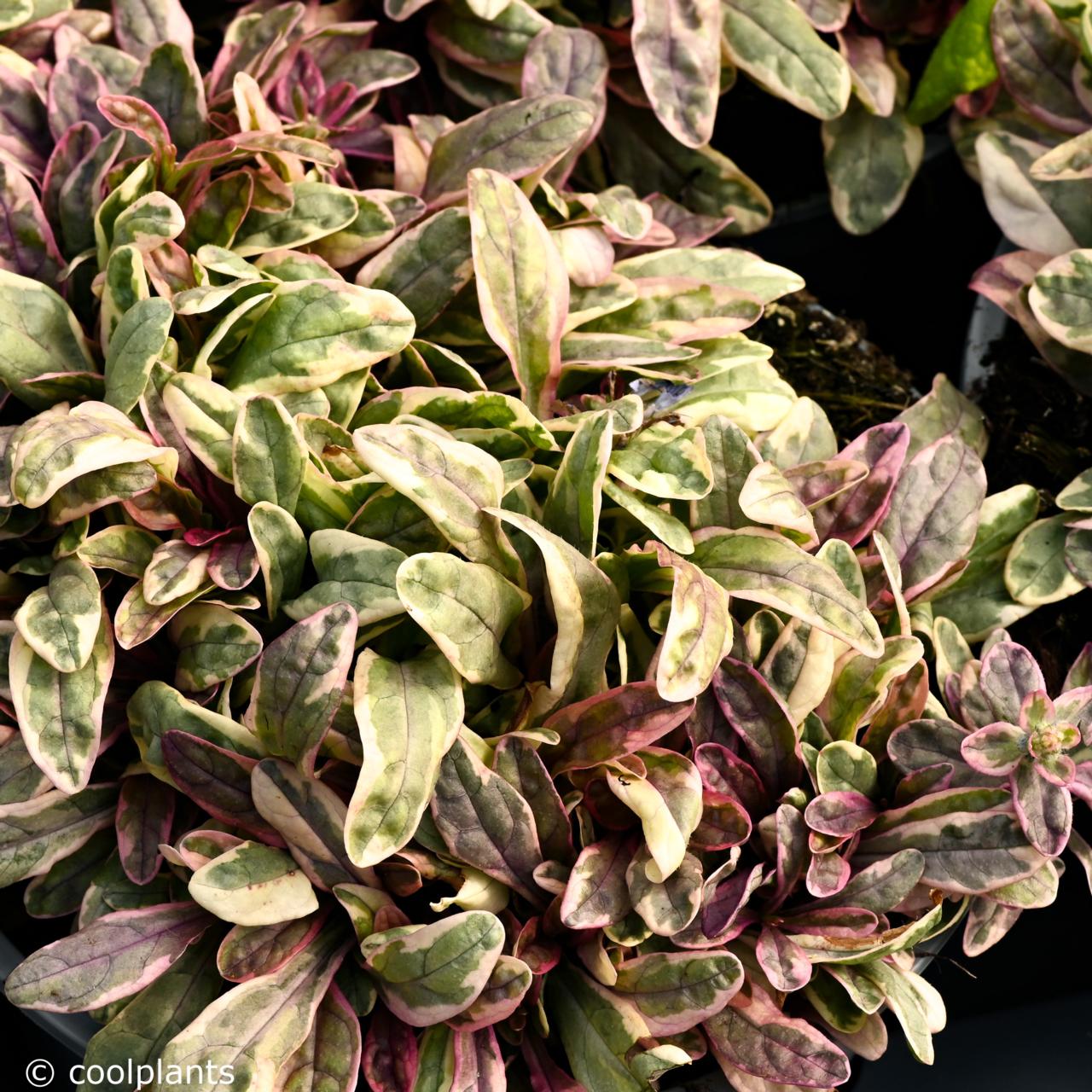 Ajuga 'Princess Leia' plant