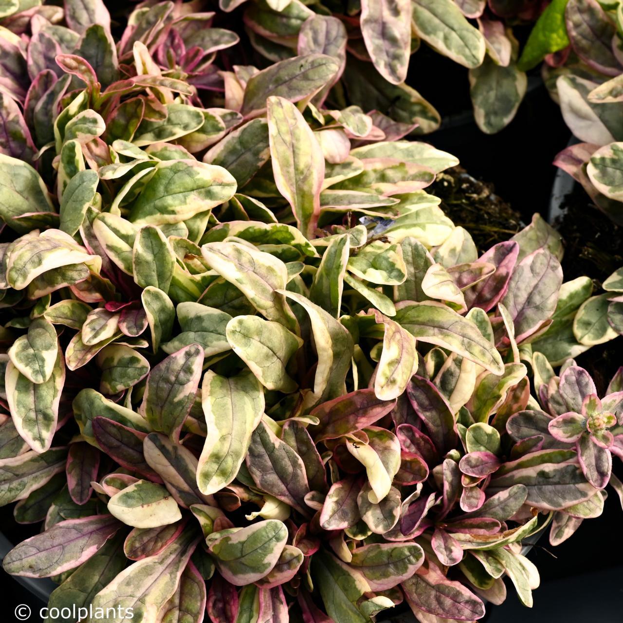 Ajuga 'Princess Nadia' plant