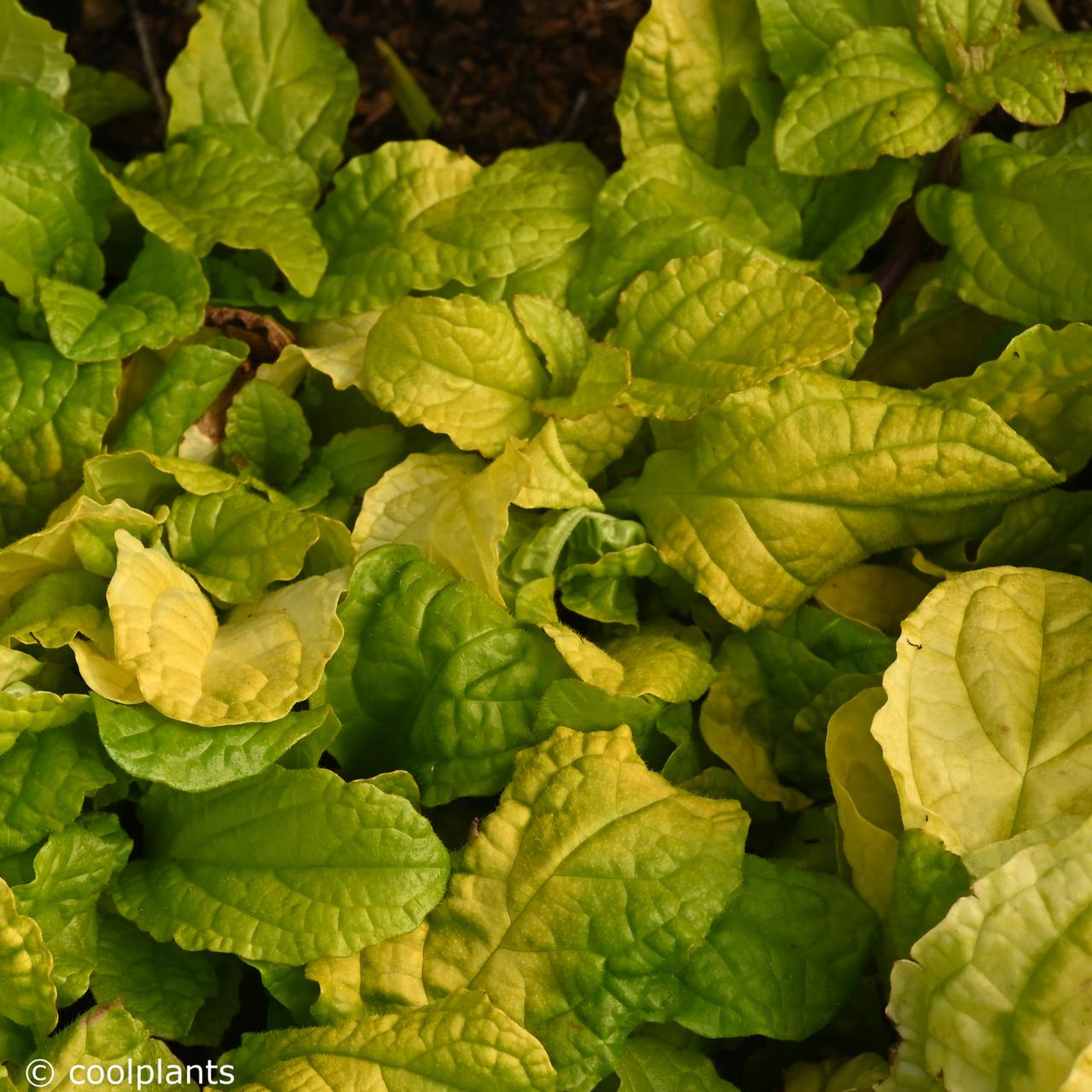 Ajuga 'Tropical Toucan' plant