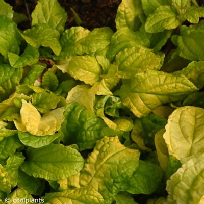 ajuga-tropical-toucan