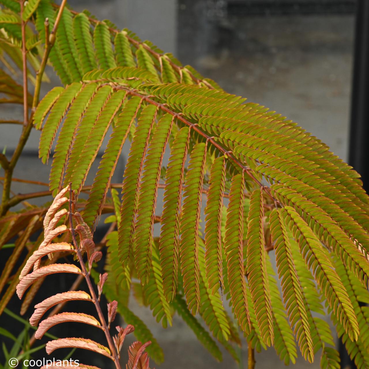 Albizia julibrissin 'Evey's Pride' plant