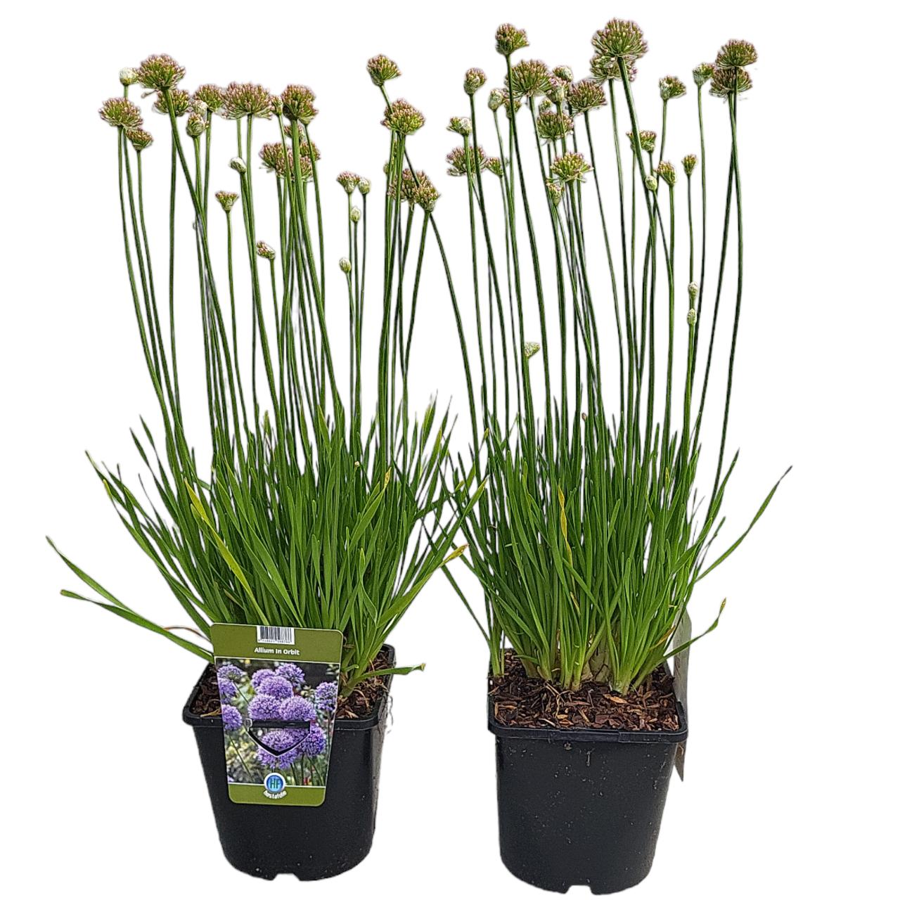 Allium 'In Orbit' plant