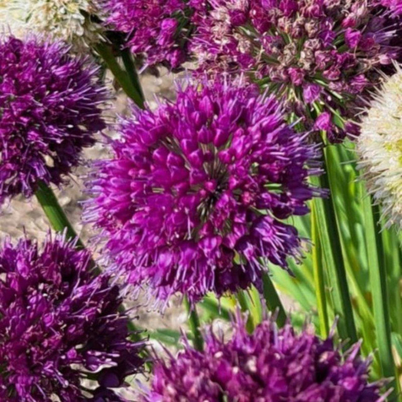 Allium 'Lavender Bubbles' plant