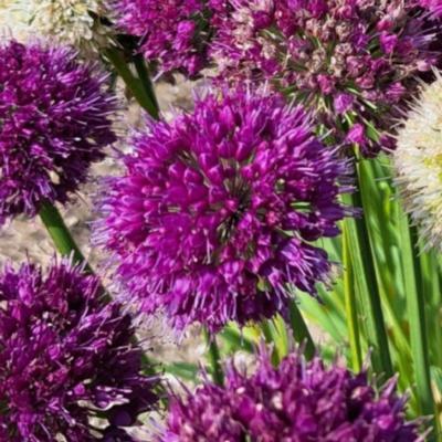 allium-lavender-bubbles