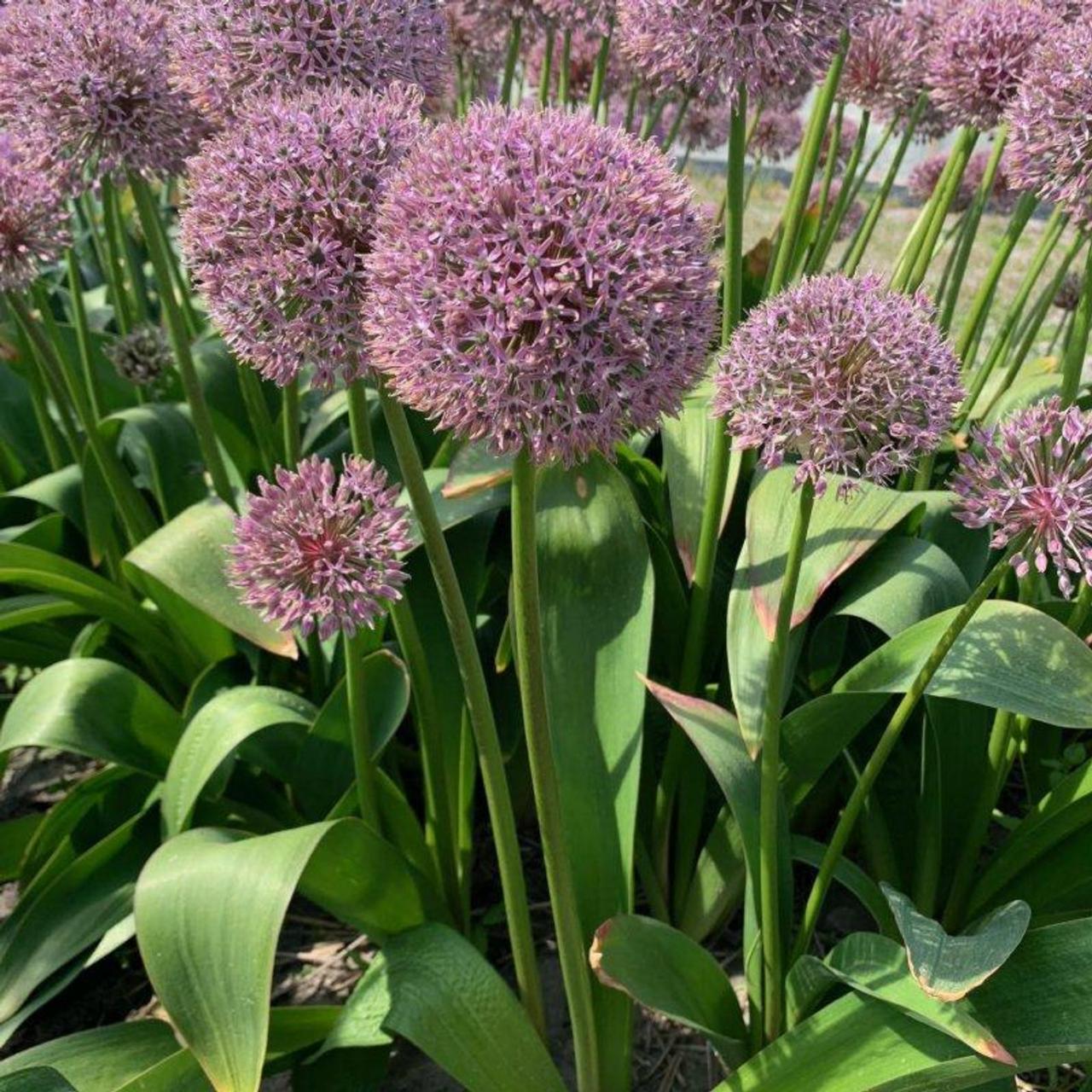 Allium 'Lucky Balloons' plant