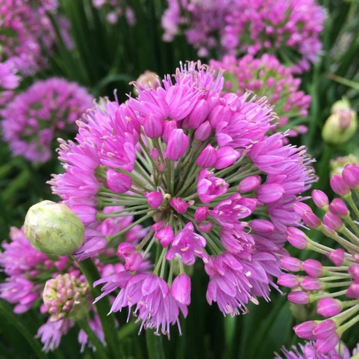 Allium 'Millenium' plant