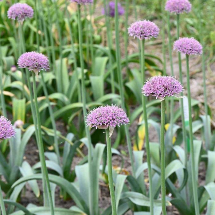 Allium 'New York' plant