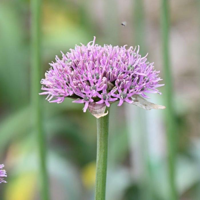 Allium 'New York' plant