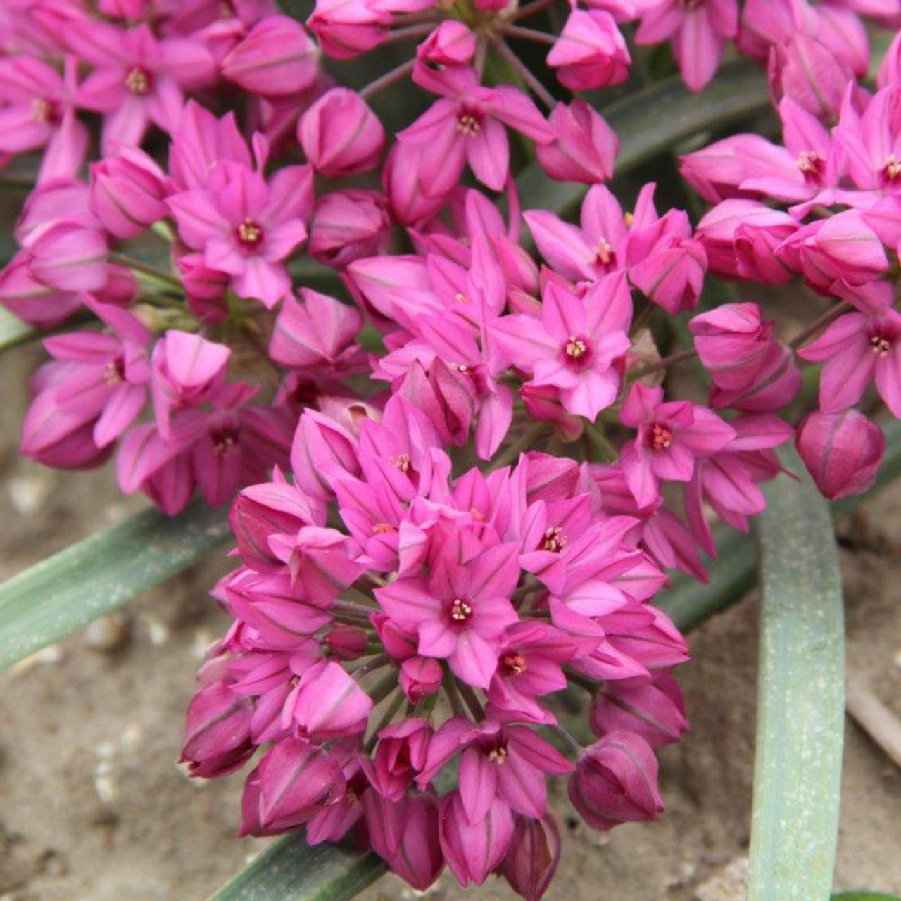 Allium oreophilum 'Samur' plant