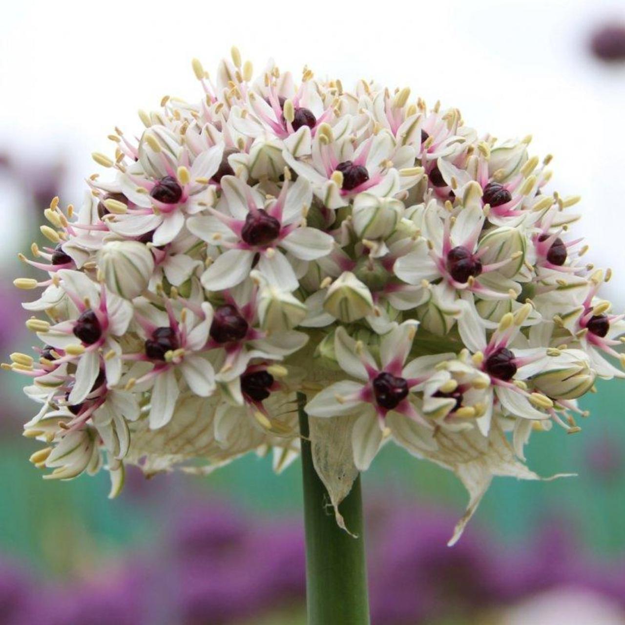 Allium 'Silver Spring' plant