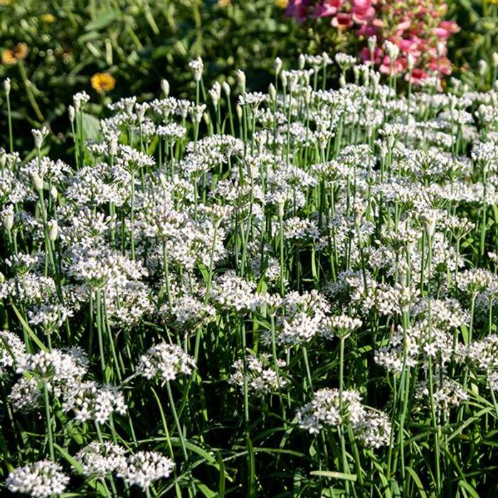 Allium tuberosum 'Cliffs of Dover' plant