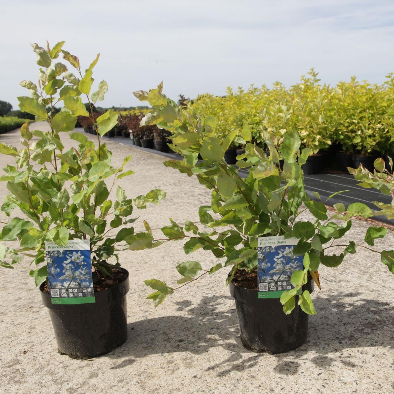 Amelanchier 'Princess Diana' plant