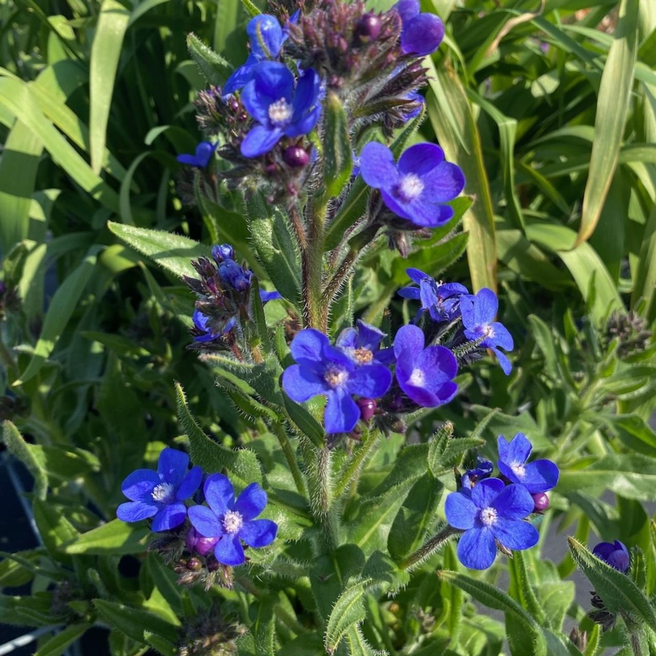 Anchusa azurea 'Feltham Pride' plant