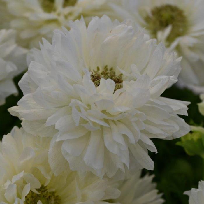 Anemone coronaria LEVANTE Bianco plant