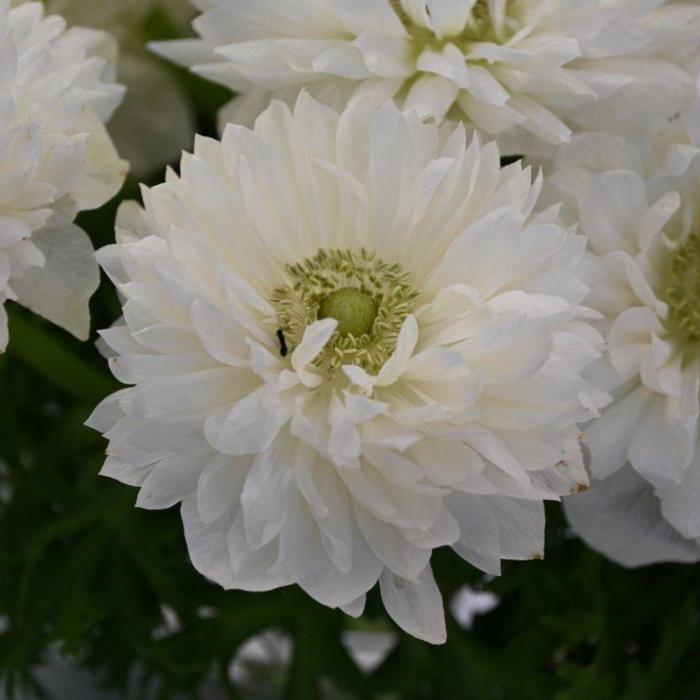 Anemone coronaria LEVANTE Bianco plant