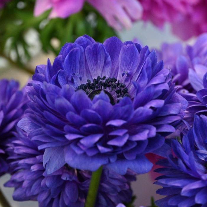 Anemone coronaria LEVANTE Blu plant