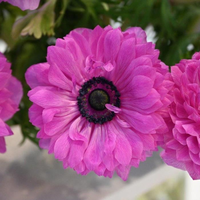 Anemone coronaria LEVANTE Fuchsia plant