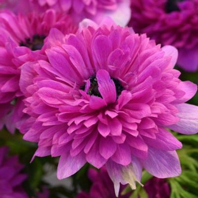 anemone-coronaria-levante-fuchsia