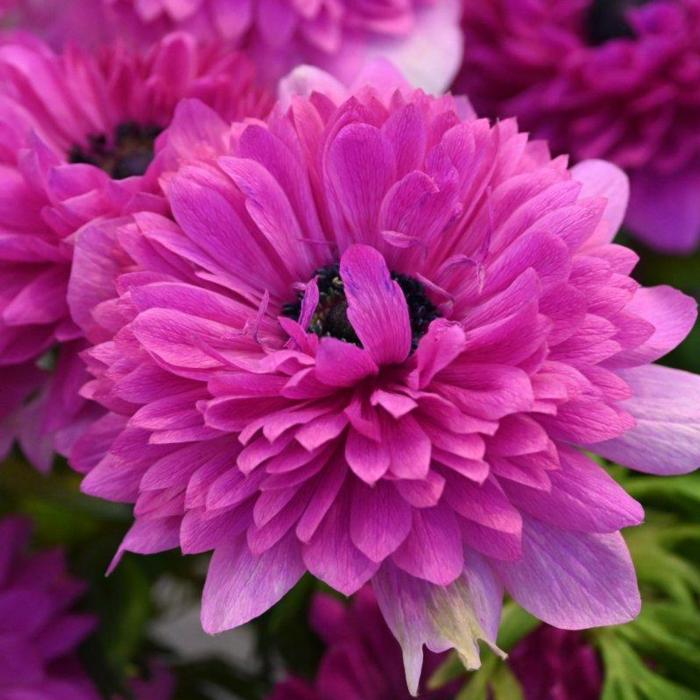 Anemone coronaria LEVANTE Fuchsia plant