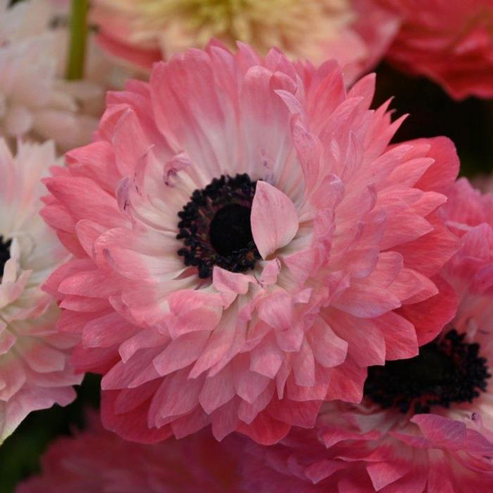 Anemone coronaria LEVANTE Rosa plant