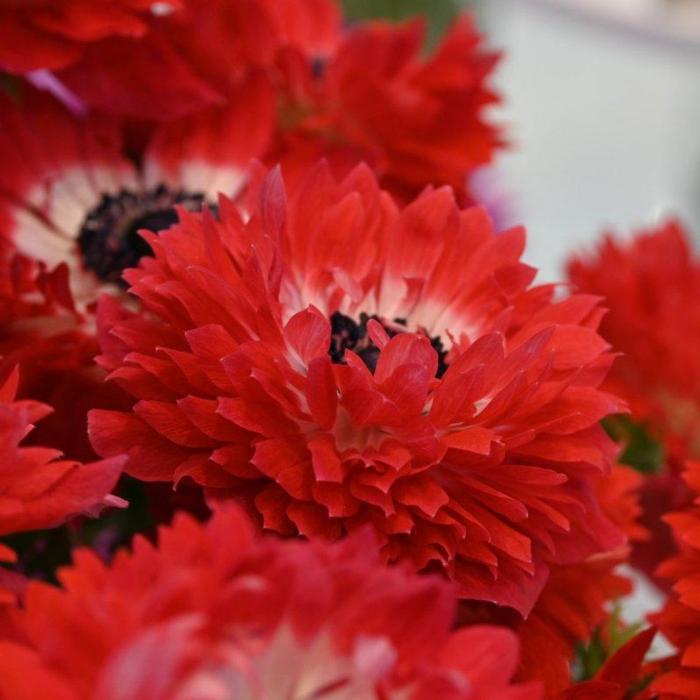 Anemone coronaria LEVANTE Rosso plant