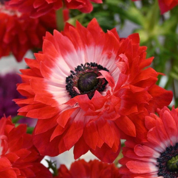 Anemone coronaria LEVANTE Rosso plant