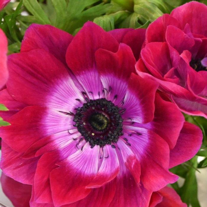 Anemone coronaria MISTRAL 'Magenta' plant